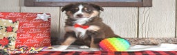 Australian Shepherd dogs for sale: Dasher - Ad 4