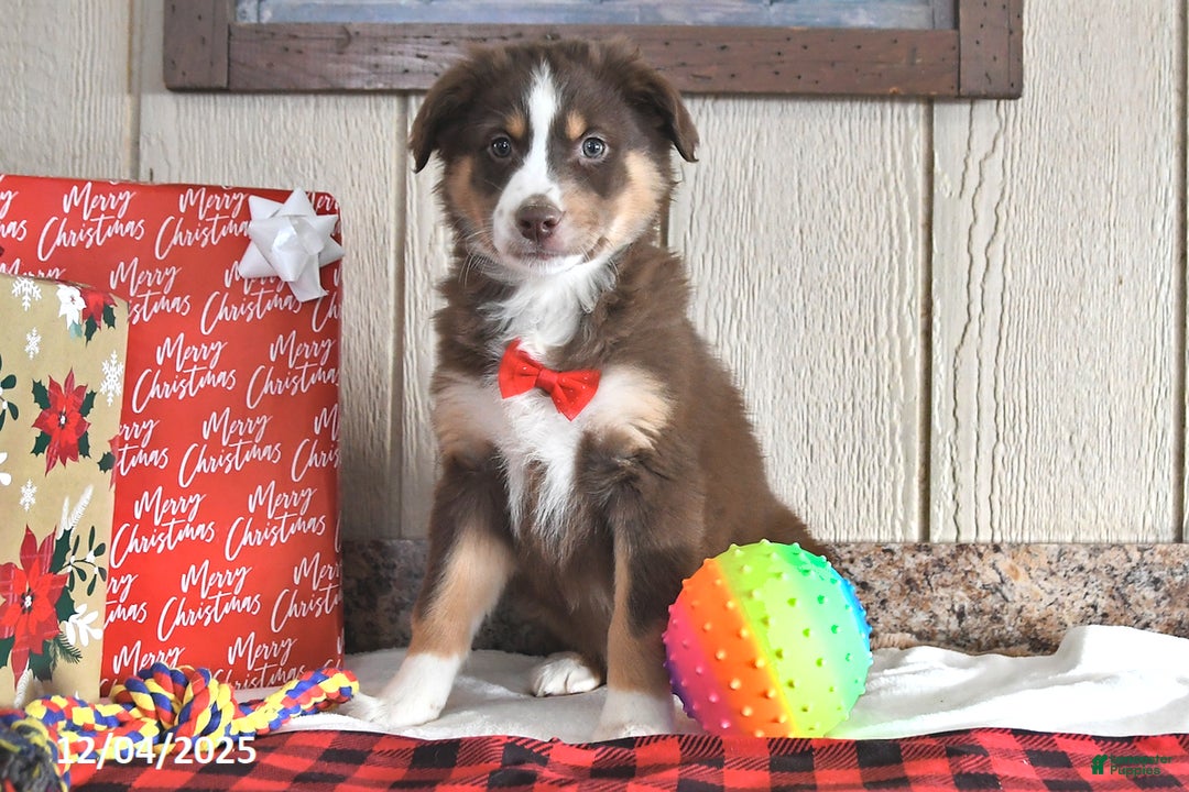Australian Shepherd dogs for sale: Dasher - Ad 4