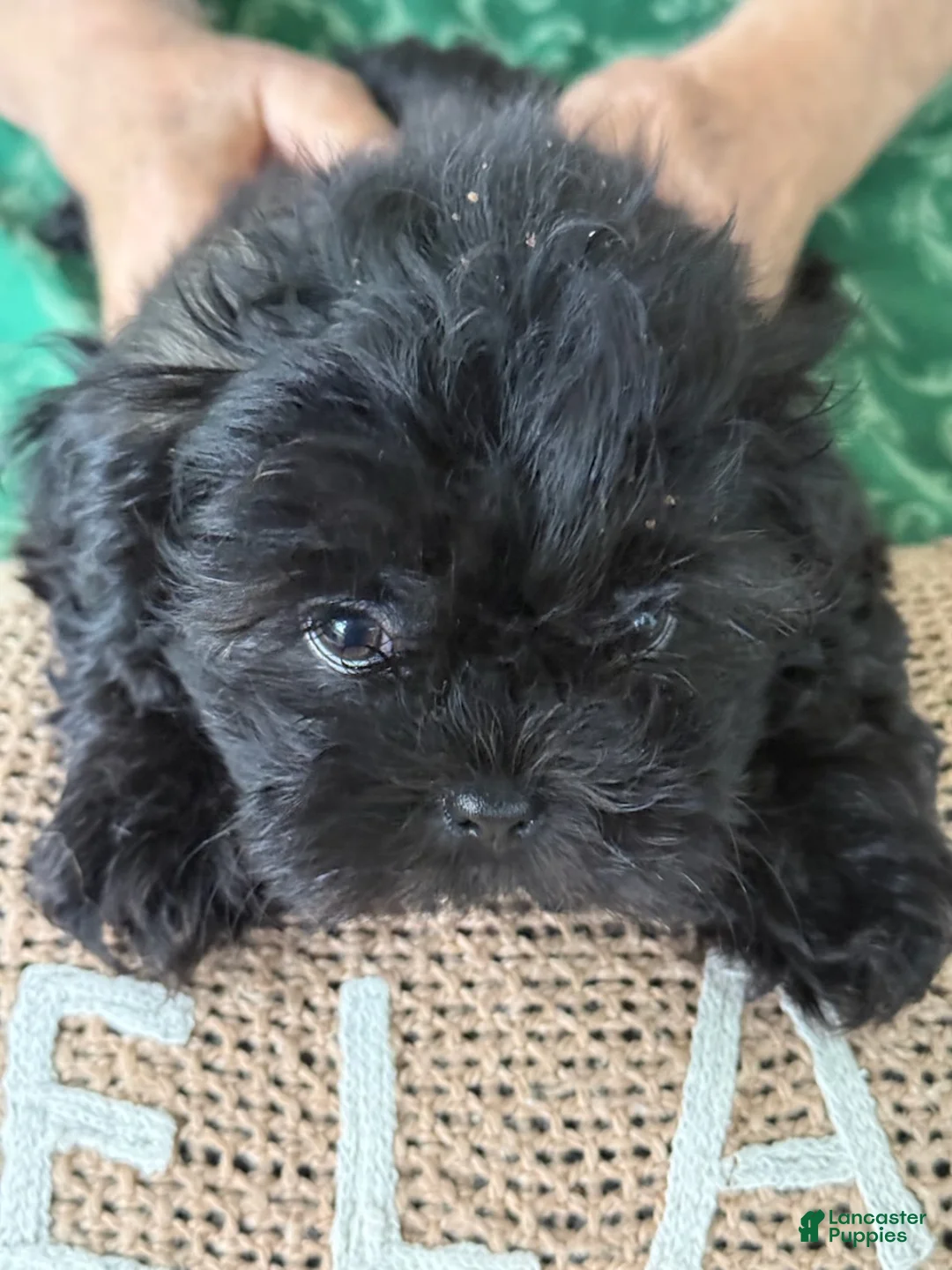 Shih Tzu dogs for sale: Dana - Ad 3