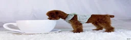 Toy Poodle dogs for sale: Caspian - Ad 8