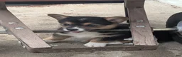 American Corgi dogs for sale: Sammy Girl - Ad 3