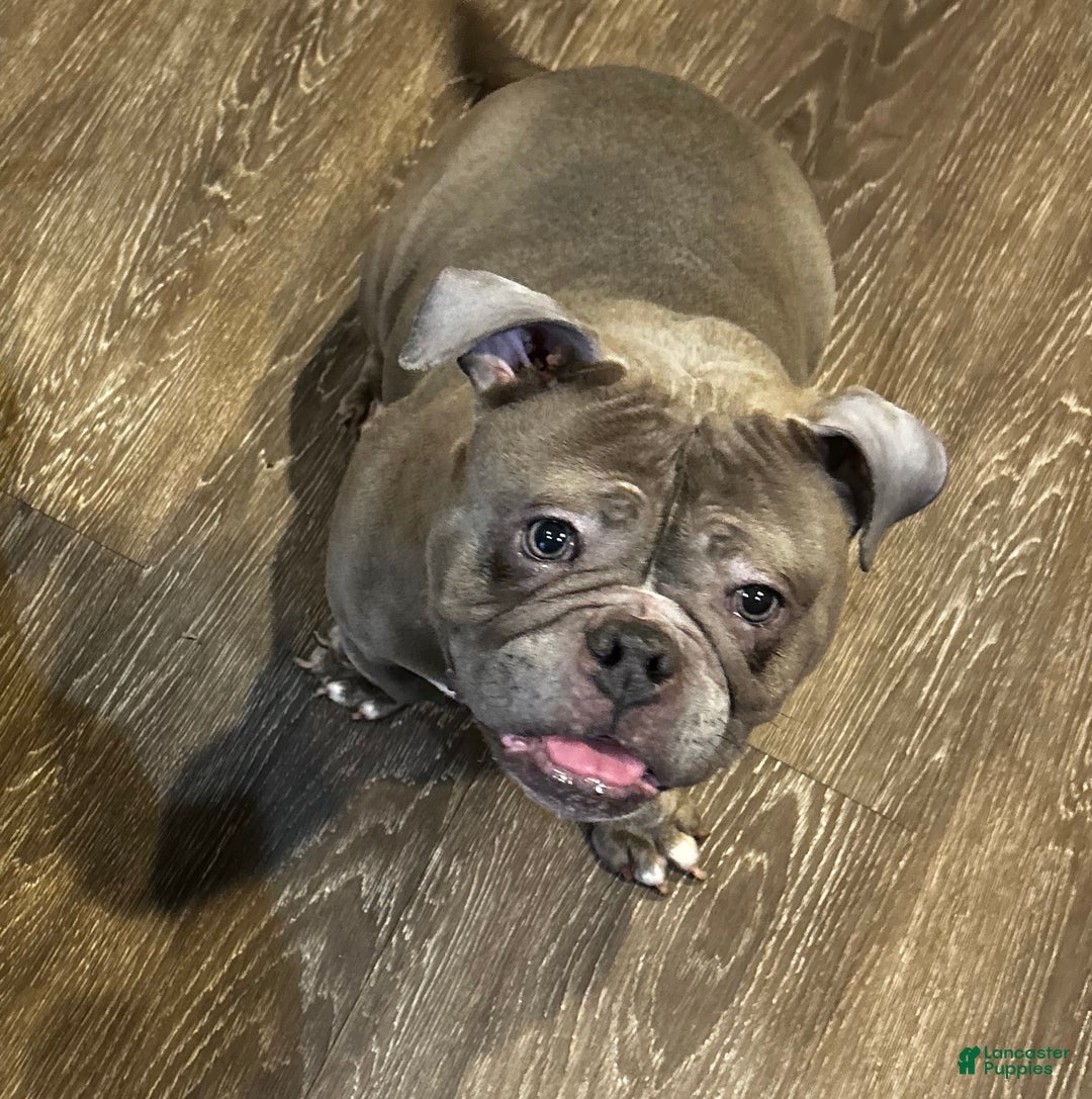 American Bully dogs for sale: American Bully Puppy 1 - Ad 3