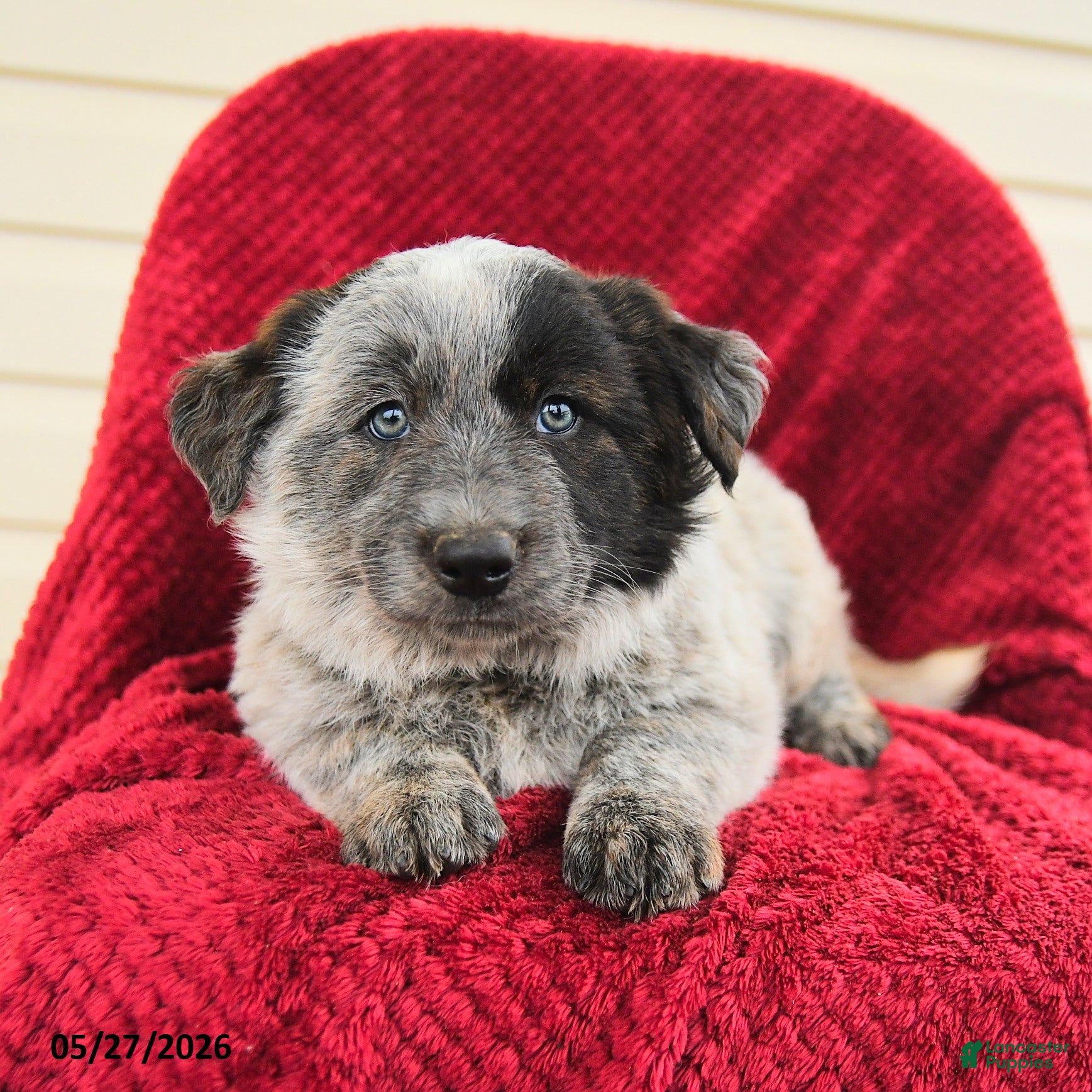Mixed Breed dogs for sale: Rosette - Ad 3