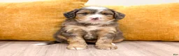 Mini Bernedoodle dogs for sale: Brady - Ad 2