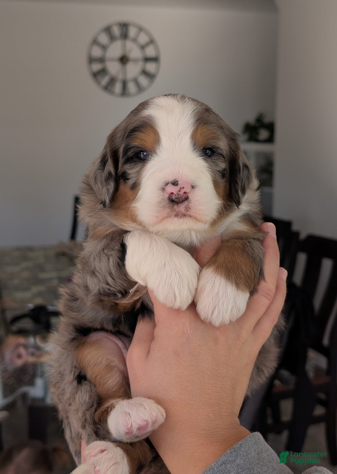 Mini Bernedoodle dogs for sale: Mini Bluey - Ad 2