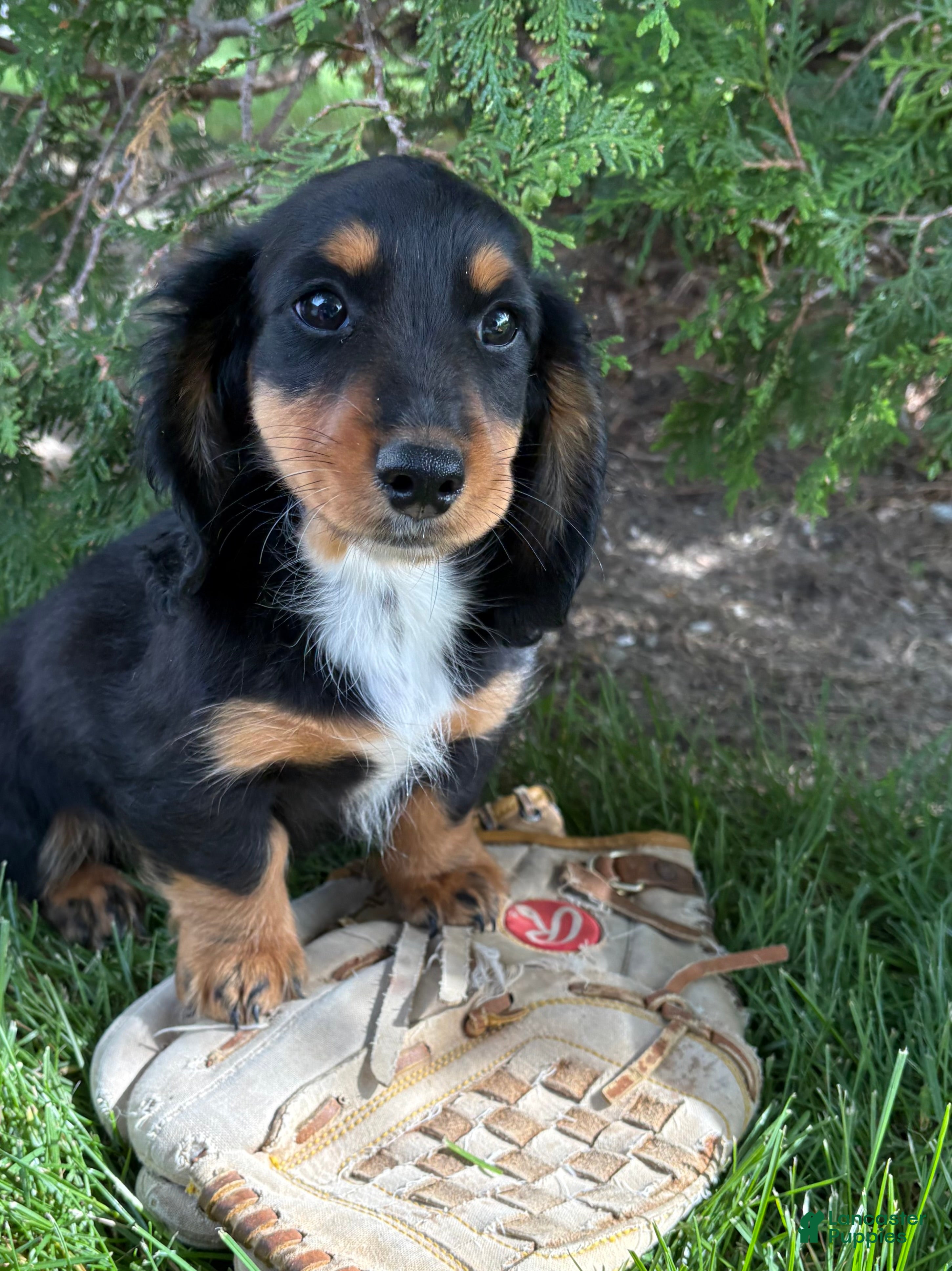 Dachshund dogs Hendrix - Ad 2