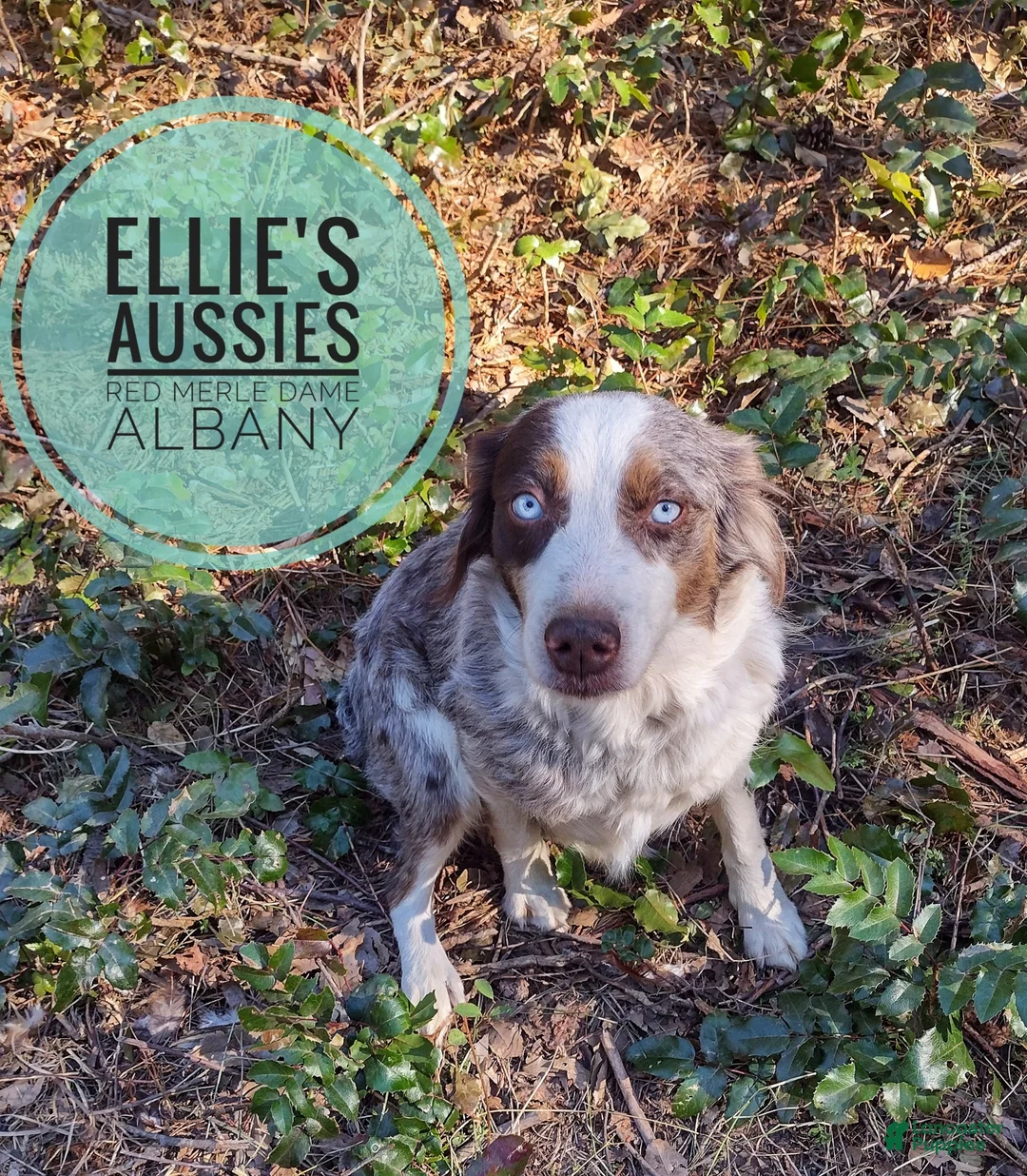 Miniature Australian Shepherd dogs for sale: Miniature Australian Shepherd Puppy 1 - Ad 8