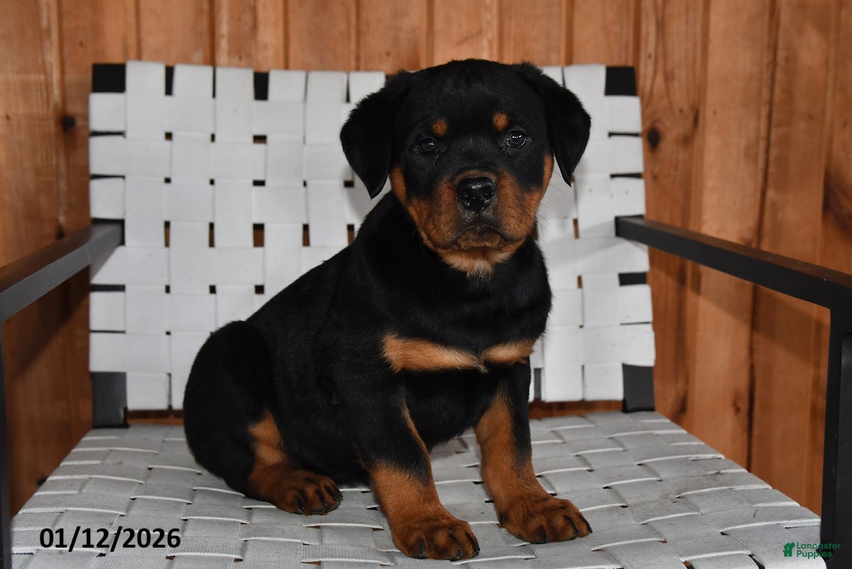 Rottweiler dogs King - Ad 5