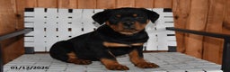 Rottweiler dogs for sale: King - Ad 1