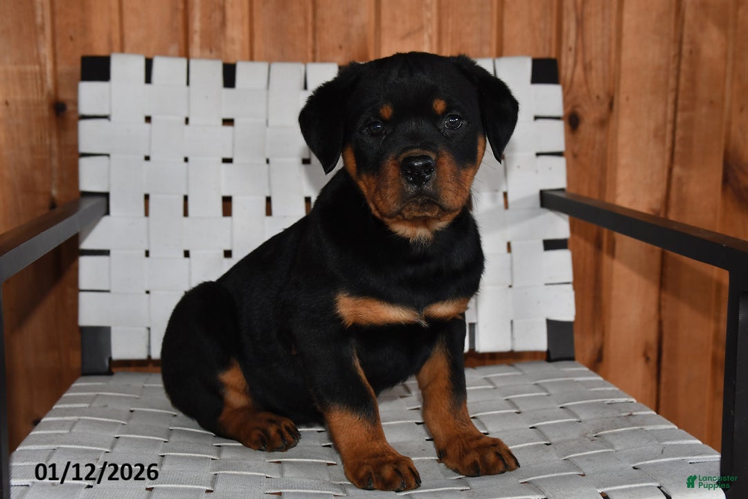 Rottweiler dogs for sale: King - Ad 1