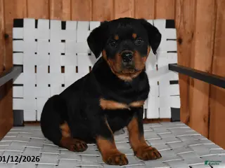 Rottweiler dogs King - Ad 36