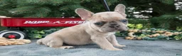 French Bulldog dogs for sale: Frankie - Ad 2