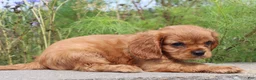 Cavalier King Charles Spaniel dogs for sale: Sammie - Ad 6