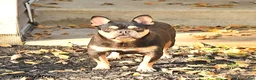 French Bulldog dogs for sale: Ava  - Ad 6