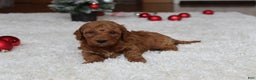 Cavapoochon dogs for sale: Milo - Ad 10