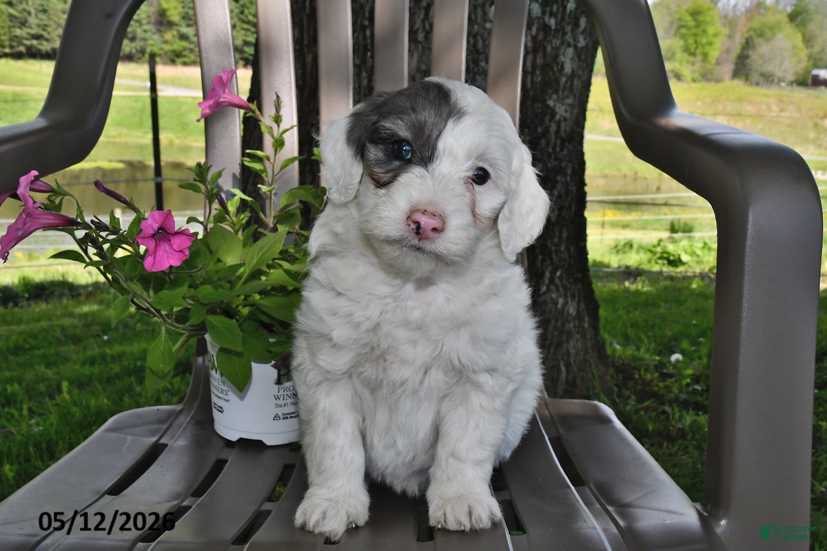 Goldendoodle dogs Maggie - Ad 2
