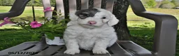 Goldendoodle dogs for sale: Maggie - Ad 2