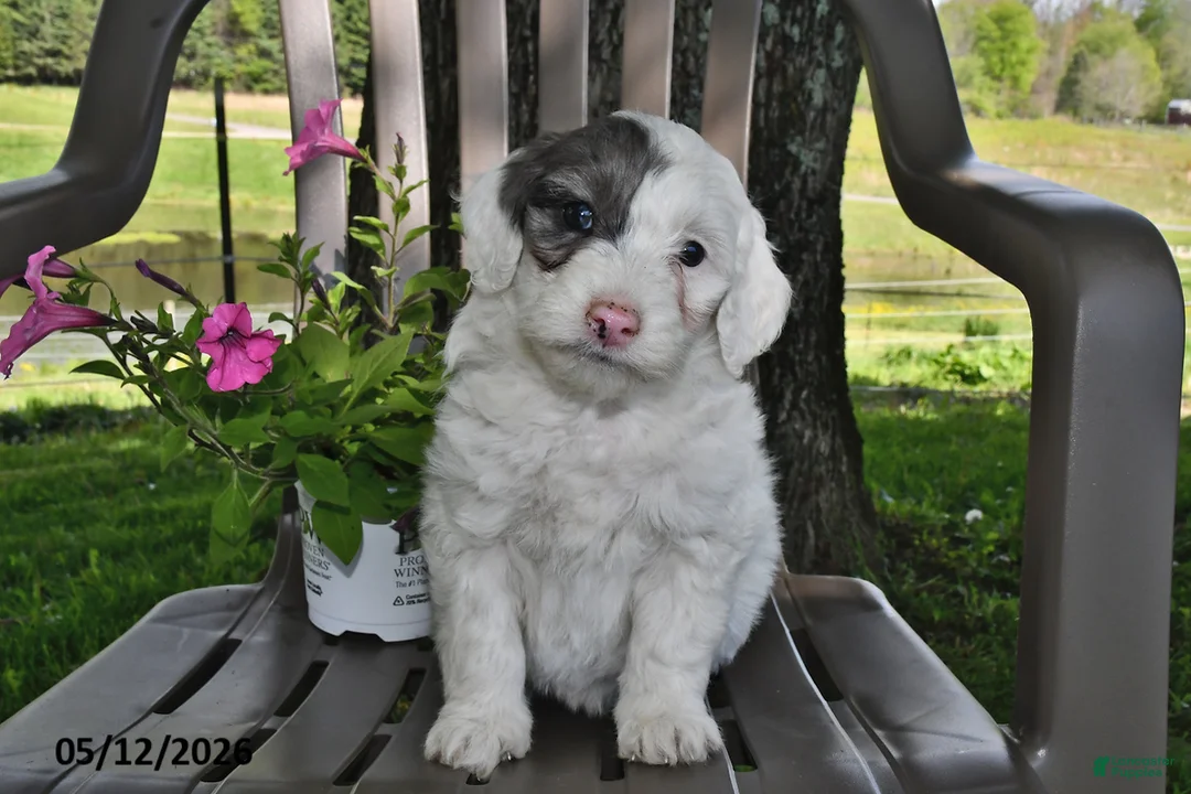 Goldendoodle dogs for sale: Maggie - Ad 2