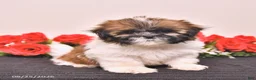 Shih Tzu dogs for sale: Kiki - Ad 5