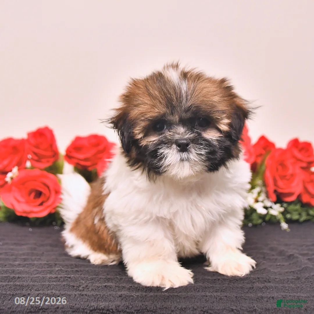 Shih Tzu dogs for sale: Kiki - Ad 5