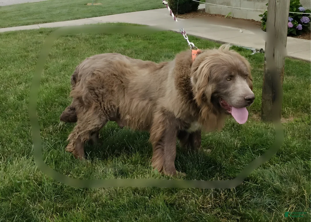 Newfypoo dogs for sale: Roxy - Ad 17