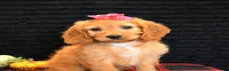 Cavapoo dogs for sale: Ocean - Ad 5