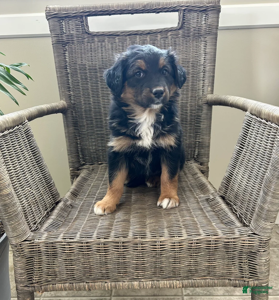 Australian Shepherd dogs for sale: Luna - Ad 3