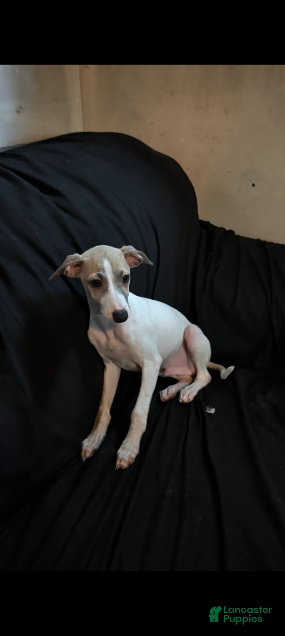 Italian Greyhound dogs Italian Greyhound 2 - Ad 2