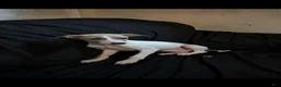 Italian Greyhound dogs for sale: Italian Greyhound 2 - Ad 2