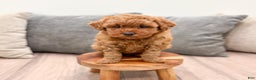 Miniature Poodle dogs for sale: Copper - Ad 2
