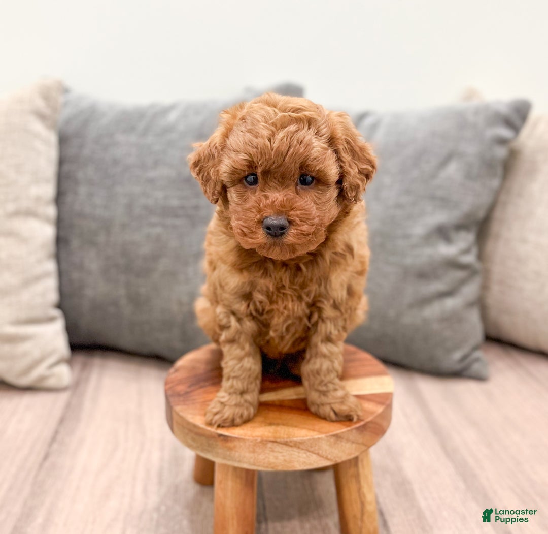 Miniature Poodle dogs for sale: Copper - Ad 2