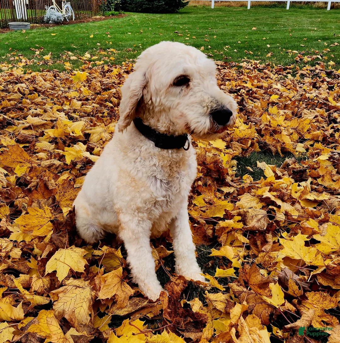 Mini Goldendoodle dogs for sale: Houston - Ad 19