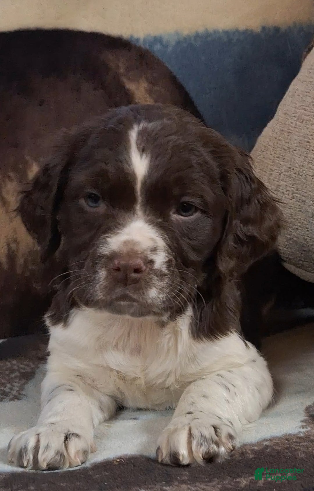English Springer Spaniel dogs for sale: Missie - Ad 4