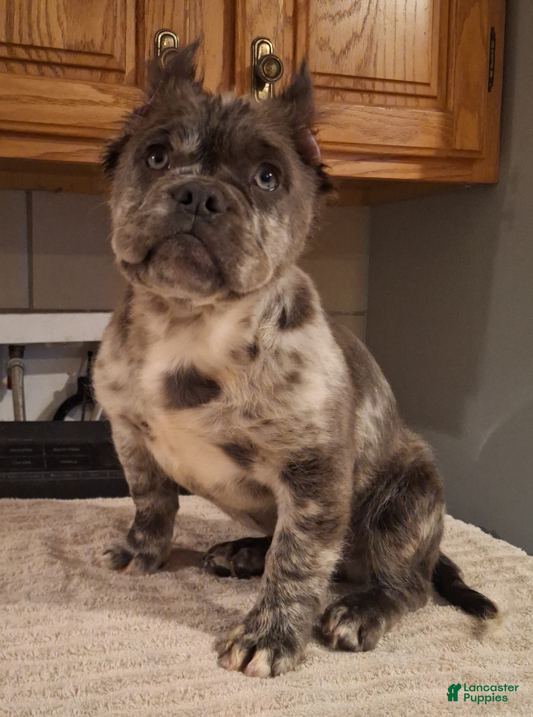 French Bulldog Puppies for sale in Danville, Kentucky Lancaster