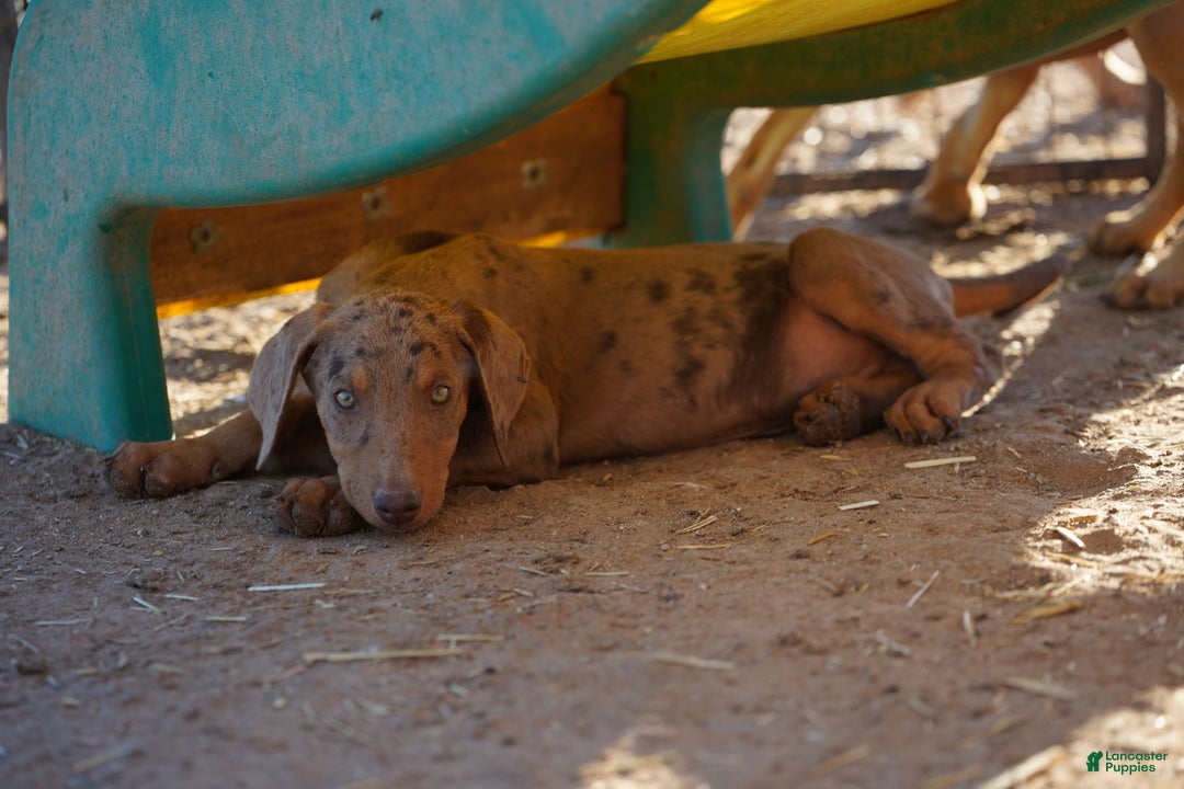 Mixed Breed dogs for sale: Lilac Fawn Merle M1 RT - Ad 4