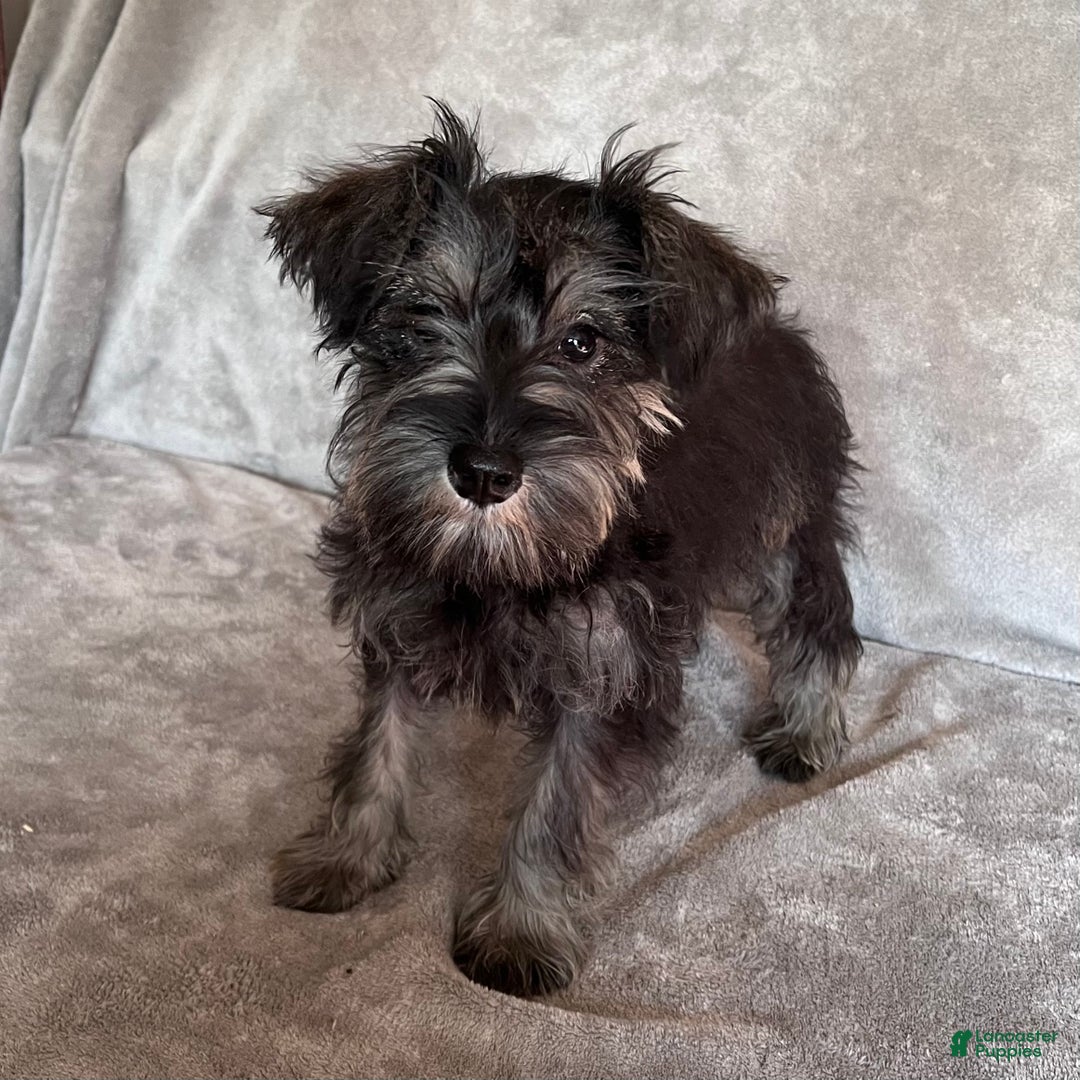 Miniature Schnauzer dogs for sale: Rachel - Ad 3