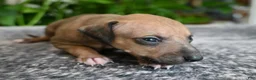Italian Greyhound dogs for sale: Driz - Ad 2