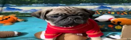 Pug dogs for sale: Moe - Ad 7