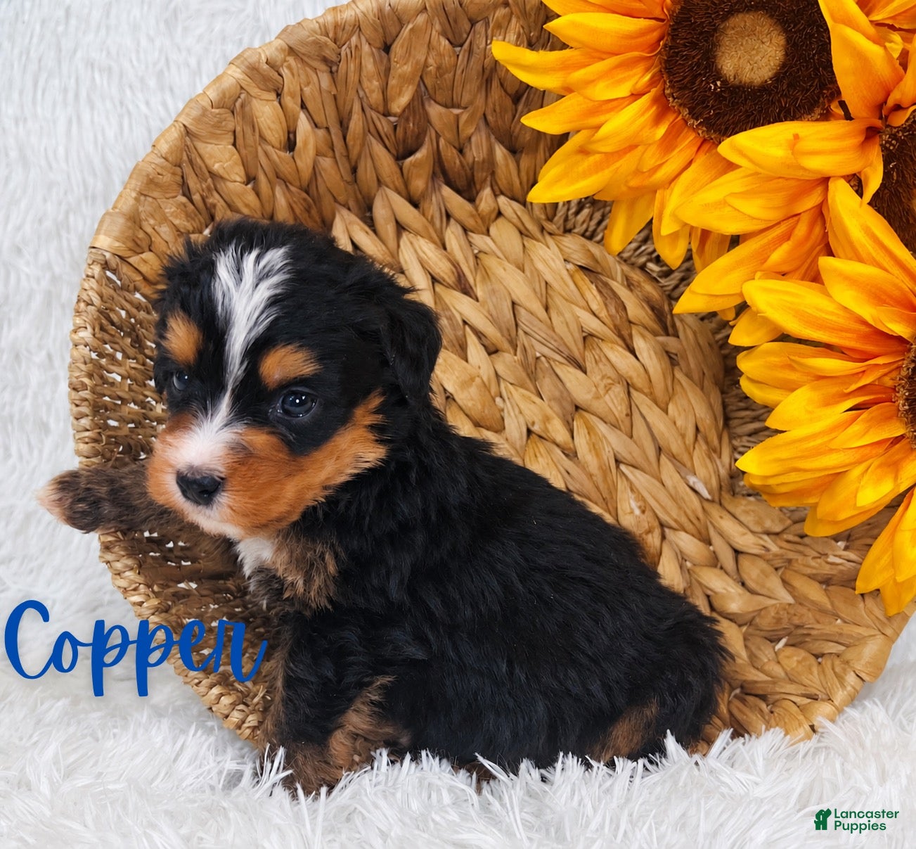 Mini Bernedoodle dogs for sale: Copper - Ad 4
