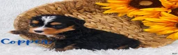 Mini Bernedoodle dogs for sale: Copper - Ad 1