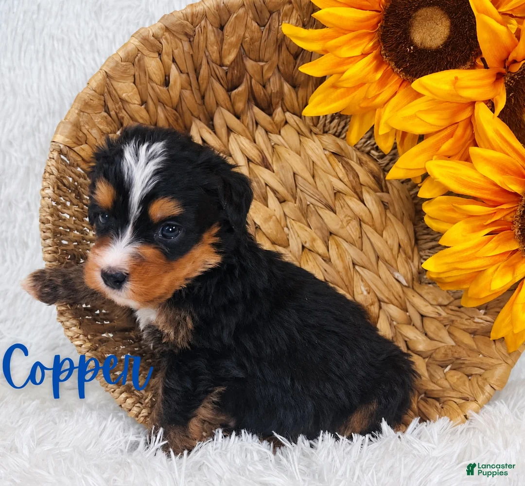 Mini Bernedoodle dogs for sale: Copper - Ad 1