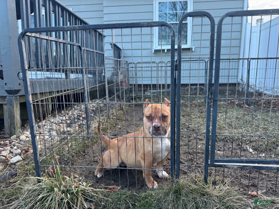 American Bully dogs for sale: Chocolate fawn sable Merle - Ad 2