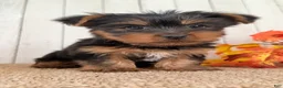 Yorkshire Terrier dogs for sale: Sugar Female AKC Yorkshire Terrier - Ad 5