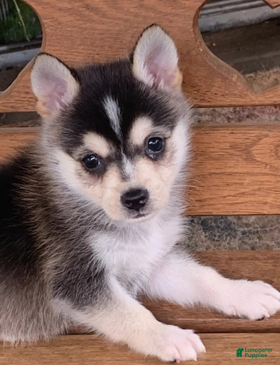 Alaskan Klee Kai dogs for sale: Scout – Tiny Size Mini Husky Boy - Ad 2