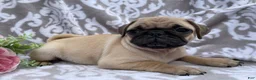 Pug dogs for sale: Roger - Ad 1