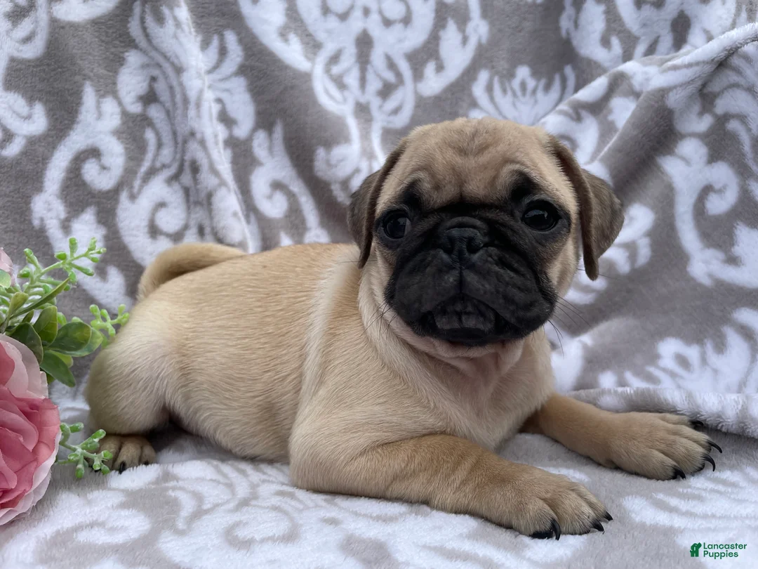 Pug dogs for sale: Roger - Ad 1