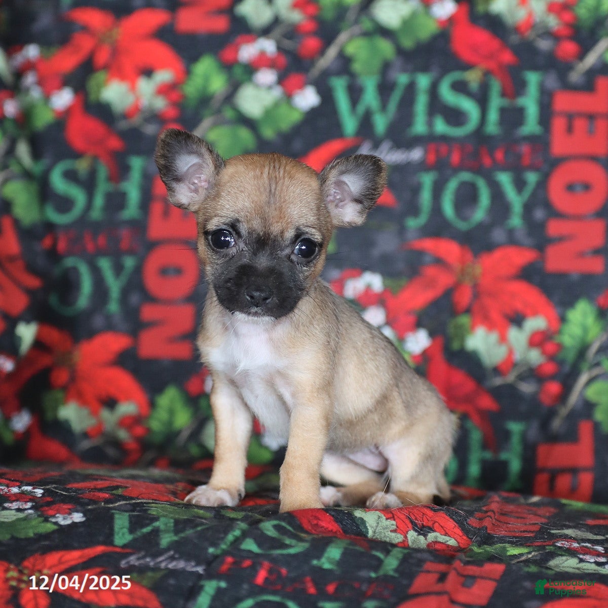 Chihuahua dogs Penelope - Ad 42