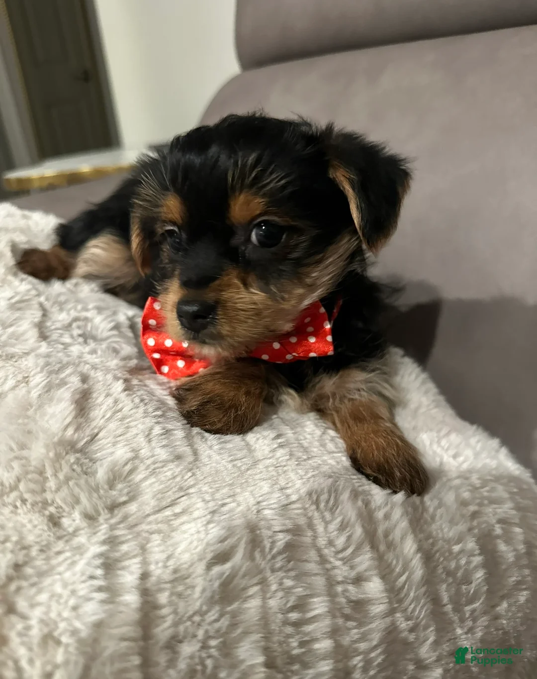 Yorkshire Terrier dogs for sale: Koda - POTTY And CRATE TRAINING NOW HOME RAISED - Ad 2