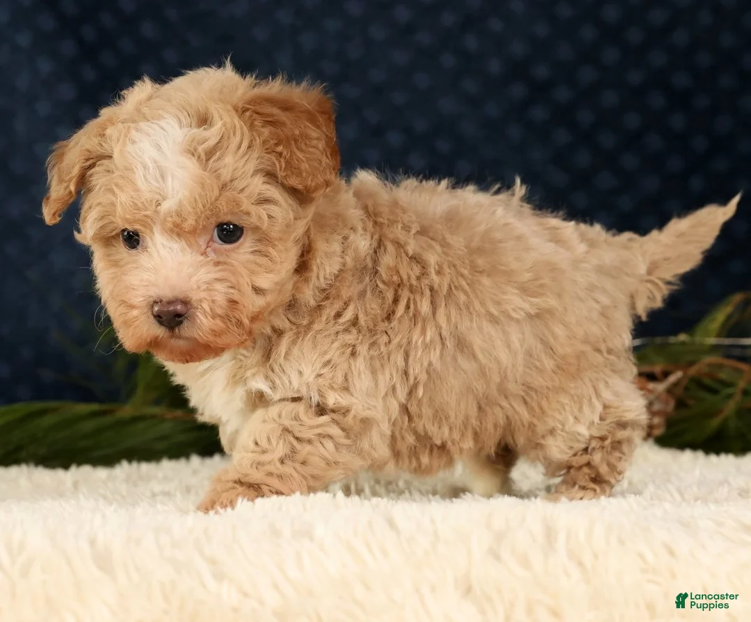 Havapoo dogs for sale: Tommy - Ad 4