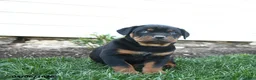 Rottweiler dogs for sale: Cadbury - Ad 5